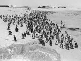 Penguins on the Beach at Dassen Island off the Coast of South Africa, 1935 Lámina fotográfica Penguins on the Beach at Dassen Island off the Coast of South Africa, 1935 Lámina fotográfica