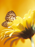 Black and Yellow Butterfly on Yellow Flower Photographic Print