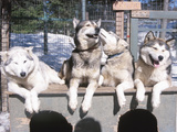 Husky Dogs in Kennel Photographic Print