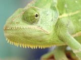 Green Chameleon Photographic Print