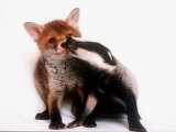 A Tale of Two Cubs, She's Always Badgering That Fox for a Kiss Fotografisk tryk A Tale of Two Cubs, She's Always Badgering That Fox for a Kiss Fotografisk tryk