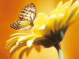Black and Yellow Butterfly on Yellow Flower Fotografická reprodukce Black and Yellow Butterfly on Yellow Flower Fotografická reprodukce