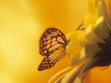 Monarch Butterfly on Daisy Photographic Print
