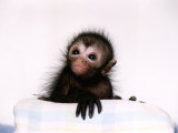 Black Spider Monkey Pedro at Colchester Zoo, 1994 Photographie