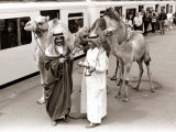 Camels with Arab Handlers at Olympia Station, August 1986 Photographic Print Camels with Arab Handlers at Olympia Station, August 1986 Photographic Print