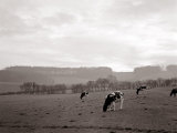 Cattle Grazing in a Field Lámina fotográfica Cattle Grazing in a Field Lámina fotográfica