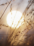 View of Gorgeous Sun Through Fresh Grain Photographic Print