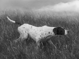 Banchory Rita Owned by Lorna Countess Howe Photographie par Thomas Fall