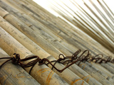 Bamboo Tied Together Photographic Print