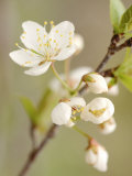 White Apple Blossom Fotografisk tryk White Apple Blossom Fotografisk tryk