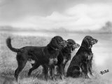 Jack Judy and Jill of Cromux Three Gordon Setters in a Field Owned by Eden Photographie par Thomas Fall
