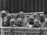 Basket-Full of Boxer Puppies with Their Adorable Wrinkled Heads Photographie par Thomas Fall