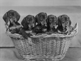 Basket of Puppies Photographic Print by Thomas Fall
