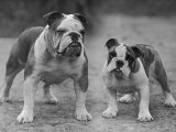 Two Unnamed Bulldogs Stand Together Owned by Green Photographie par Thomas Fall