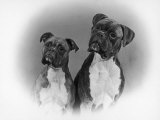 Two Unidentified Boxer Heads Slightly Tilted Photographic Print by Thomas Fall
