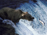 A Bear Trying to Catch a Fish Photographic Print