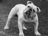 Bulldog Photographic Print by Thomas Fall