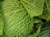 Lettuce Leaves Photographic Print