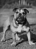 Waltonian Lionheart Royalist Photographic Print by Thomas Fall
