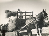 Harvesting in Sussex with a Shire Horse and Cart Photographie