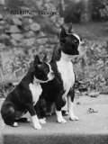 Champion Courtbarton Parlour Maid Owned by Pepper Photographic Print by Thomas Fall