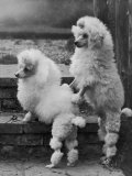 Pair of Miniature Poodles Owned by Thomas from the Fircot Kennel Photographie par Thomas Fall