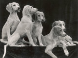 Group of Five Saluki Puppies Owned by Mrs Barrs Photographic Print by Thomas Fall