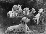 Postchaise Pluto One of Mrs Rowberry's Bitches with Her Puppies in a Basket Photographic Print by Thomas Fall