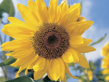 A Single Yellow Sunflower Blossom Photographic Print
