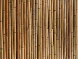 A Wall of Bamboo Stalks Photographic Print
