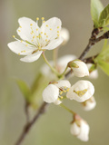 White Apple Blossom Photographic Print