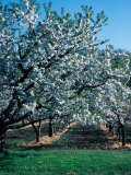 Blossoming Orchard Photographic Print