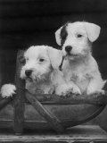 Two Unnamed Sealyhams Sitting in a Trug Photographic Print by Thomas Fall