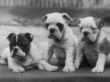 Thomas Fall - Three Bulldog Puppies Owned by Monkland Fotografická reprodukce