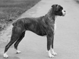 Faerdorn Main Attraction Owned by Harvey Photographie par Thomas Fall