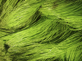 Textured Background Photographic Print