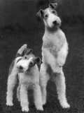 Belsize Mavis and Stella of Solent Two Wire Fox Terriers Lámina fotográfica por Thomas Fall Belsize Mavis and Stella of Solent Two Wire Fox Terriers Lámina fotográfica por Thomas Fall