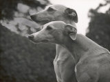 The Heads of Two Whippets Owned by Whitwell Photographie par Thomas Fall