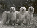 Three Champion Afghans Standing Together Photographic Print by Thomas Fall