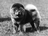 Champion Choonam Hung Kwong Crufts, Best in Show, 1936 Photographic Print by Thomas Fall
