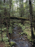 Stream Flowing Through the Woods Photographic Print