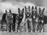 Group of Mrs Leslie Thornton's Celebrated "Southdown" Alsatians Photographic Print by Thomas Fall