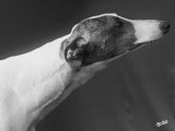 Springtime Owned by Carpenter Photographic Print by Thomas Fall
