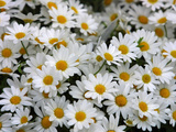 Gänseblümchen Fotografie-Druck