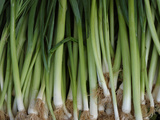 Green Onions Photographic Print