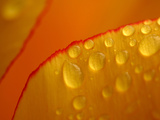 Close-up of Bright Yellow Tulip Petals with Water Droplets Photographic Print
