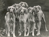 Group of Salukis Registered in Miss Doxford's First Litter by Sarona Kelb Ex Tazi of Ruritania Born Photographic Print by Thomas Fall