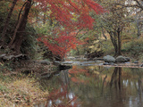 Stream Flowing Through the Woods Photographic Print