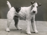 An Unidentified Dog Photographic Print by Thomas Fall