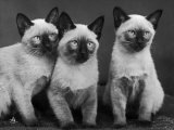Group of Three Sweet Siamese Kittens Sitting Together Lámina fotográfica por Thomas Fall Group of Three Sweet Siamese Kittens Sitting Together Lámina fotográfica por Thomas Fall